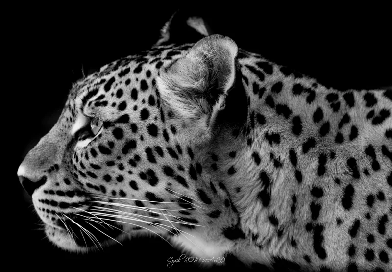 Animaux